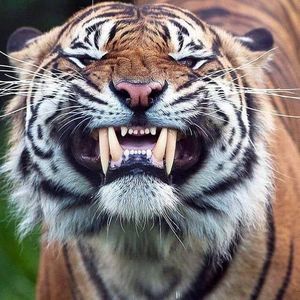 Meet your Posher, Reba